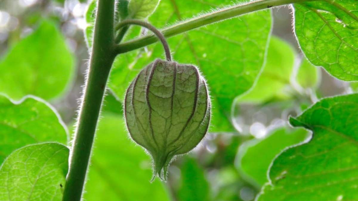 Los derivados de esta planta serían tóxicas para las células del cáncer de mama