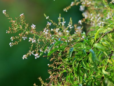 Cedrón: conocé los poderes curativos de esta planta tan fácil de cultivar