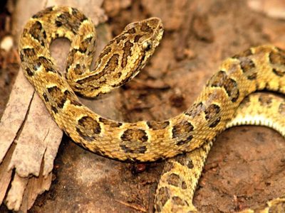 Un hombre murió en Cipolletti tras la mordida de una serpiente yarará