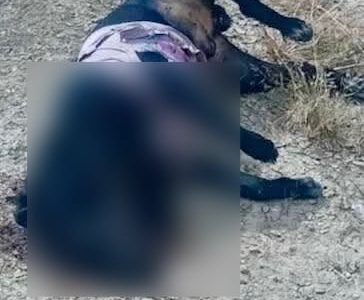 Denuncian que policías de Juchipila, Zacatecas, matan a balazos al menos a cuatro perros