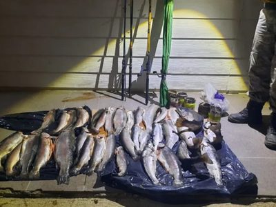 Secuestraron más de 33 de truchas pescadas de forma ilegal en Alicurá