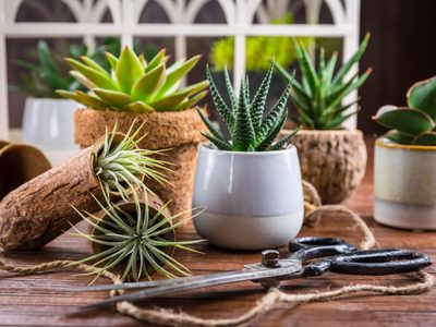 Las 4 formas de regar las suculentas: conocé cuál es la correcta para tu planta