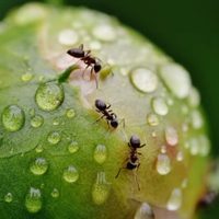 Sin productos caros: la fórmula mágica y natural para mantener alejadas a las hormigas de tu casa o jardín