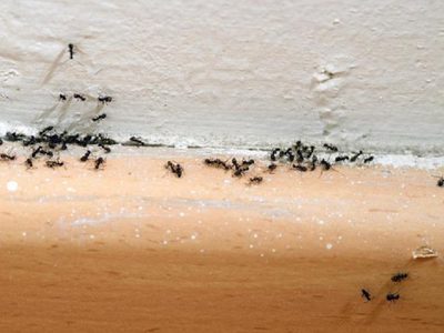 El repelente que recomienda la abuela para acabar de una vez por todas con las hormigas en tu casa