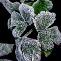 Por qué tenés que mojar tus plantas antes de las heladas si no querés que se mueran