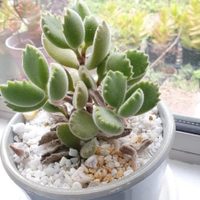 Plantas: el secreto para que tu suculenta Garrita de oso tenga flores y crezca rozagante