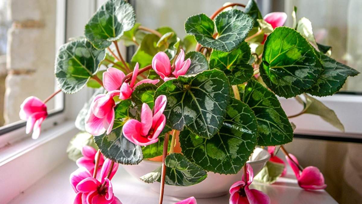Plantas. Fuente: (Instagram)