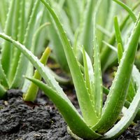 La planta fácil de cultivar que las abuelas usaban para tener la piel suave todo el año