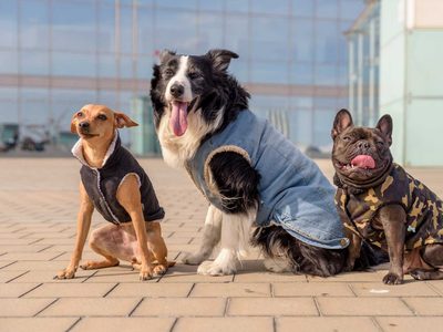 Se viene el frío: hacé ropa para mascota con solo un pantalón viejo y sin usar máquina de coser