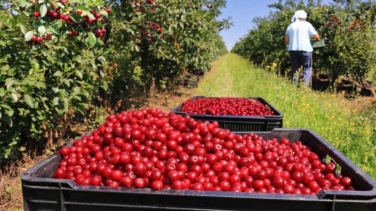 Piden mano de obra para cosecha de fruta. Fuente: (Twitter)
