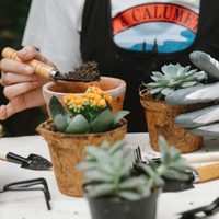 Si querés plantas que crezcan rápido y amen el sol: estas son las 5 suculentas perfectas para tu hogar