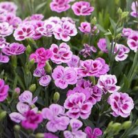 Ni rosas ni claveles: la hermosa planta que se volvió tendencia para regalar en San Valentín