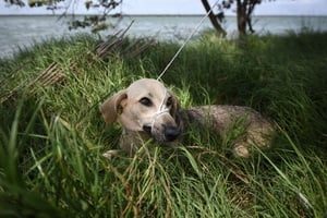 Perros, principales víctimas de maltrato animal en la CDMX
