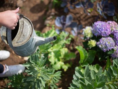 Hortensias deslumbrantes: cuidados clave para una floración