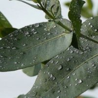 El truco para que tus plantas de Eucalipto duren más tiempo y puedas disfrutar de su olor en casa