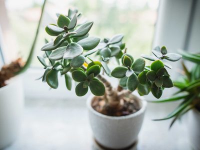 Suculentas: secretos para cuidar el árbol de jade, la crasa que atrae la buena suerte