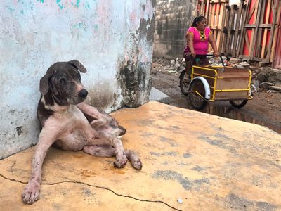 'Plomo”, el perrito de doña Bernarda que sorteó el sismo en Oaxaca