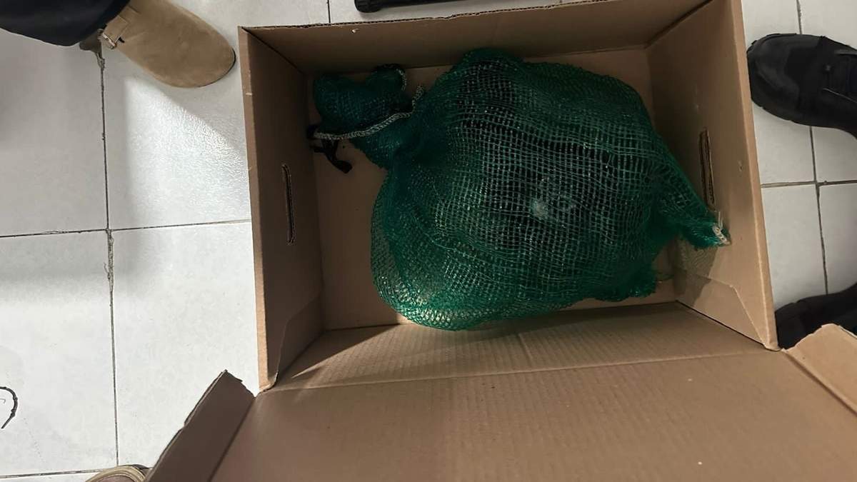 Monos y guacamayas aseguradas