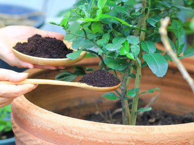 Oro puro: mirá cómo preparar el mejor abono para tus plantas en casa y sin gastar un solo peso
