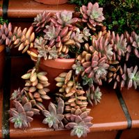 Suculentas: cómo cuidar la Graptosedum Bronze, la crasa de color especial