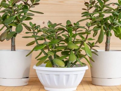 Árbol de Jade: los secretos de esta suculenta que atrae el dinero y la fortuna