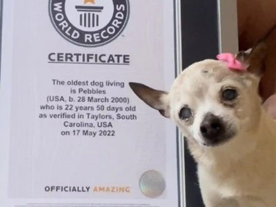 Un Toy Fox Terrier fue declarado el perro más viejo del mundo: desbancó a un Chihuahua de 21 años