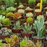 5 plantas suculentas para tener flores todo el año y que no necesitan mucho mantenimiento