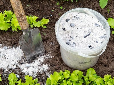 Nunca más tires las cenizas del asado: mirá estos dos trucos para proteger las plantas de tu jardín