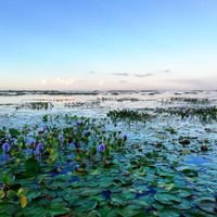 Parque Nacional Iberá: el tesoro de la naturaleza que elogió Leonardo Di Caprio