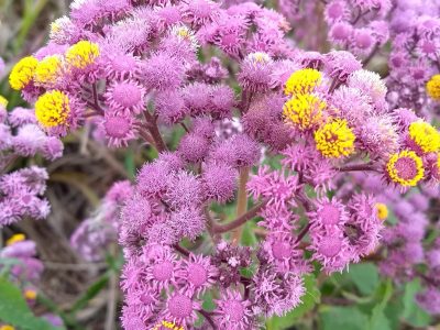 La planta súper delicada y coquette que es perfecta para atraer mariposas a tu jardín