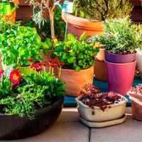 Prestá atención: el manual definitivo para elegir las macetas de tus plantas y evitar que se mueran en semanas
