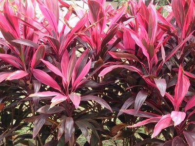 Cordyline: la planta de interior con una belleza exótica que querrás sumar a tu hogar