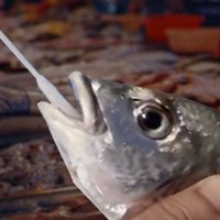 En una ciudad de China, nadie se salva de los test de coronavirus, ni siquiera los pescados