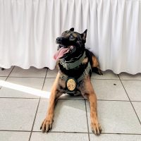 El perro policía “Boris” pierde la pata tras ser herido en tiroteo con sicarios en Ensenada