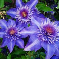 La hermosa planta de coloridas flores que trepa por los muros y le da un toque distinguido a tu jardín