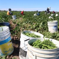 Trump podría exentar algunos productos agrícolas de los aranceles