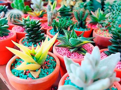 Suculentas: si tus plantas se estiraron demasiado, probá este truco infalible para que no corran peligro