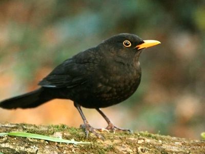 Curiosades sobre el mirlo, el pájaro arisco que es excelente imitador