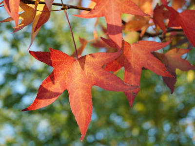 El árbol más hermoso que cambia de color sus hojas y llena de color tu jardín y las calles