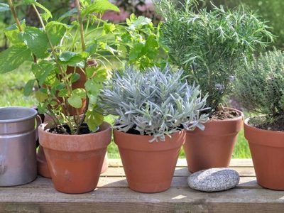 5 plantas que ahuyentan los insectos de tu hogar: dónde colocarlas