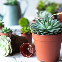 Cómo hacer abono para las suculentas con productos que hay en el hogar