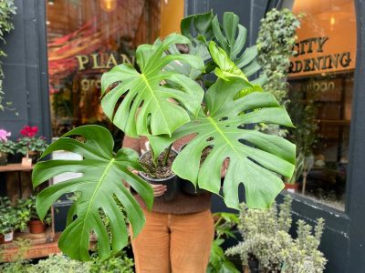 Apta para principiantes: la planta de moda que no necesita muchos cuidados y es perfecta para decorar tu casa