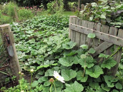 Las plantas también necesitan abrigo en invierno: mirá cómo hacerlo de forma correcta