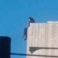 Joven se avienta desde puente vehicular de más de 15 metros, y sobrevive