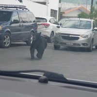 Oso sorprende a vecinos de Monterrey; así corrió por las calles entre los autos (Video)