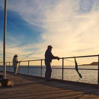 Encontraron un extraño tiburón en las costas de Australia