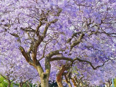 El árbol nativo que da hermosas flores, engalana tu jardín y es un verdadero imán para los colibríes