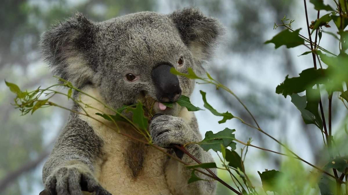 Koala. Fuente: (Twitter)