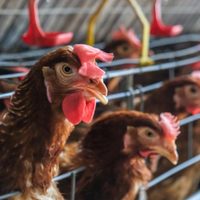 Alerta sanitaria por nuevos focos de influenza aviar en Cervantes