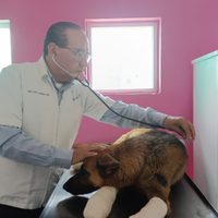 Una perra fue arrastrada por su presunta dueña en carretera de Guanajuato; la rescatan con vida